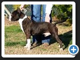 De Paco XZ Brindle Raider SCHI